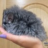 Челси