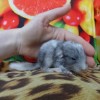 Кристалл Би Ши