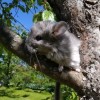 Кано