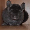 Тристан