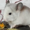 АС Белая Глазурь