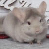 Айскрим