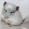 Клаус