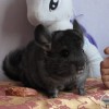Грей