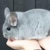 Амазонка