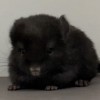 Мика