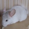 Болек