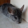 Мила