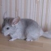 Леля