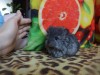 1 мес
