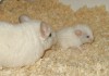 Со старшей сестричкой, тоже белой ГБ