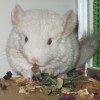 Еся