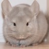 Мокко