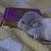Викинг