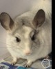 Ларик 