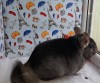 7,5 мес