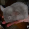 Шарль