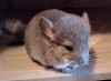 1 мес