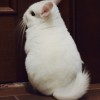 Зефира Розекс
