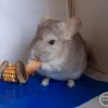 Виват Раджа