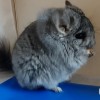 Виват Анхелика 