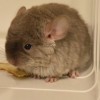 Анфиса