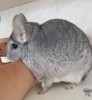 Шарлиз