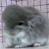 Бегемотик