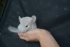 1 месяц