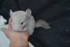 1 месяц