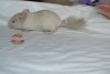 2 мес