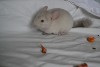 2 мес