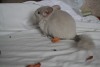 2 мес