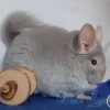 Виват Белла Донна 