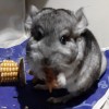 Виват Киллиан