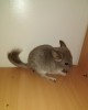 Восходящая Звезда Ровена