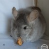 Виват марта 2
