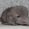 Смарфик