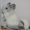 Ах  Лакки