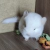 Катрис