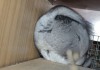 4мес через два дня
