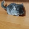 Лола