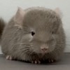 Мандаринка