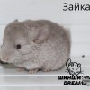 Зайка