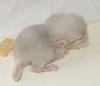 5 дней