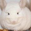 Баунти