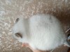 8 мес