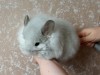 8 мес