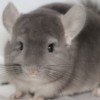 Рей