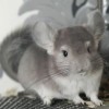 АС Кирке
